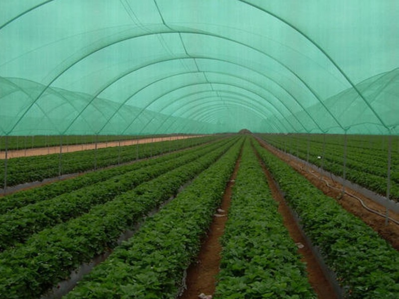 Toptan Sera Filesi Depo